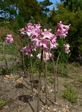 jersey lily